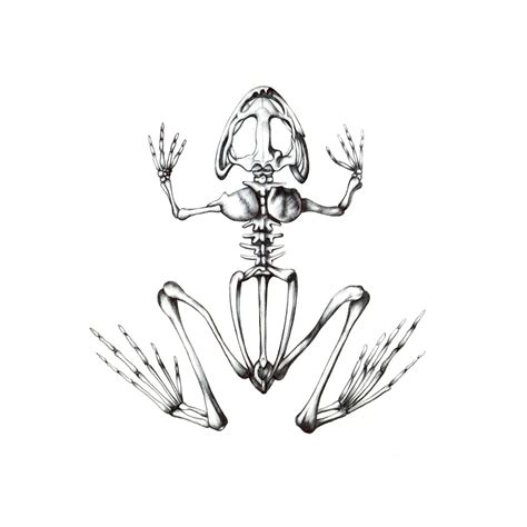 Frog Skeletons Skeleton Art Drawing Skeleton Drawings Animal Skull
