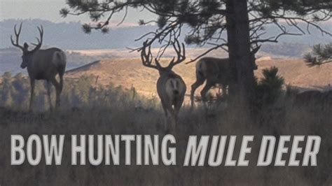 Bow Hunting Big Bucks Public Land Mule Deer Hunt Eastmans