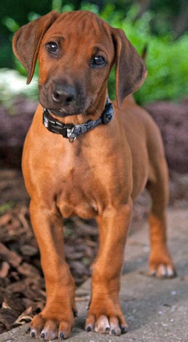 Training Rhodesian Ridgeback Puppies Introducing A New Puppy Or Dog To