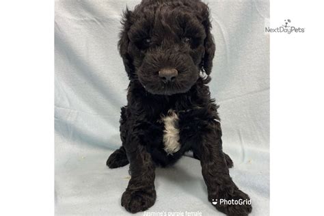 Purple Giant Schnoodle Puppy For Sale Near Kansas City Missouri