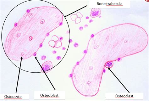 Histology Drawings Cartilage And Bone Tissues