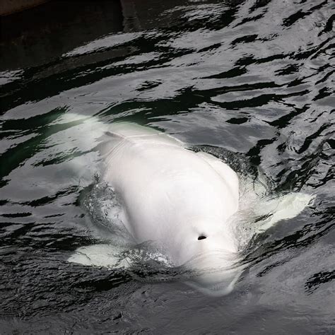 World First Formerly Captive Beluga Whales Now Tasting Freedom In