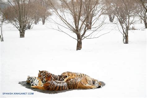 Fotos De Tigres Siberianos En La Nieve En Harbin Spanish China Org Cn