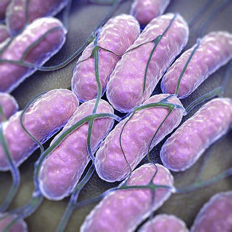 • salmonella organisms appear to rely on invasion genes to penetrate host enterocytes. Salmonella bacteria can infiltrate tumours and flag cancer cells | Health | Life & Style ...