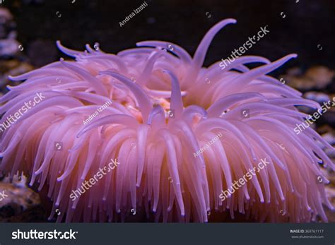 Urticinopsis Antarctica Antarctic Pink Anemone Underwater Stock Photo