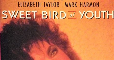 The Cinemascope Cat Sweet Bird Of Youth 1989