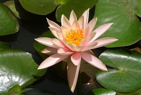 Close Up Photo Pink Lotus Flower Lily Pad Flower Water Lily