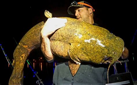 Angler Boats 64 Pound Flathead Catfish From Ohio River Field And Stream
