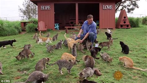 Hawaii Cat Sanctuary Becomes A Top Tourist Attraction Daily Mail Online