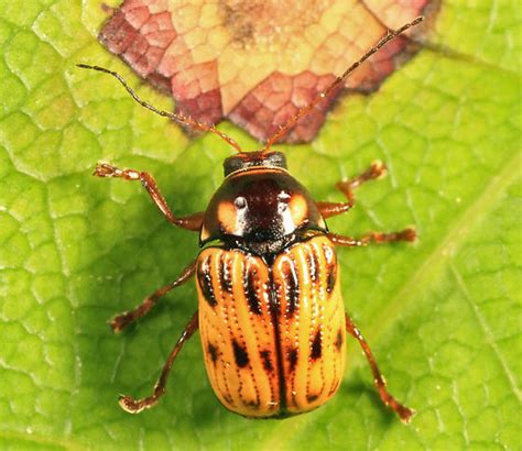 Case Bearing Leaf Beetle Bassareus Formosus Bugguidenet