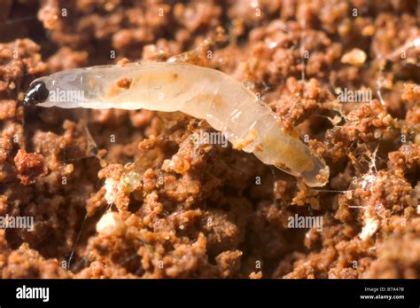 Fungus Gnat Hi Res Stock Photography And Images Alamy