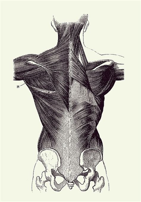 Upper Body Muscular System Backside Vintage Anatomy 2 Greeting Card