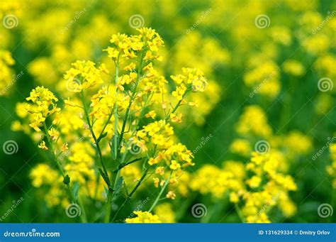 Colorful Fresh Yellow Rapeseed Flowers Of Bittercress Barbarea Vulgaris