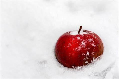 Free Images Apple Snow Winter Fruit Food Red Produce Close Up