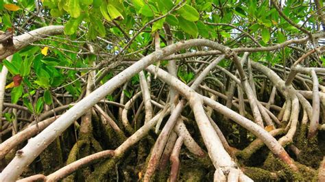 Mangrove Tree Roots