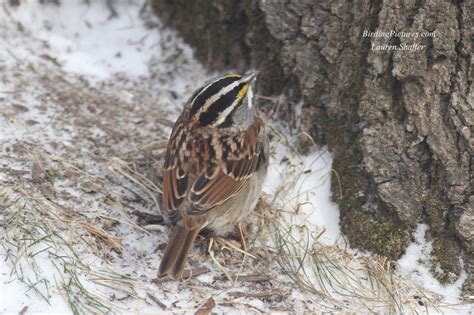 White Throated Sparrow Birding Pictures