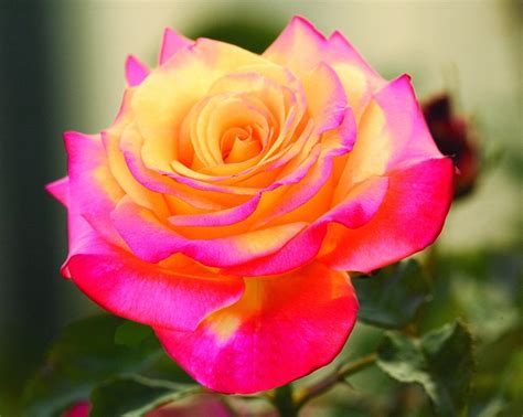 Roses are very showy and available in variety of colors from a single rose which expresses the feelings of unspoken words. Rose Pictures - Digital HD Photos