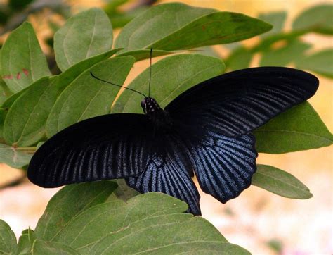Black Butterfly Black Butterfly Butterfly Exhibit Beautiful Butterflies