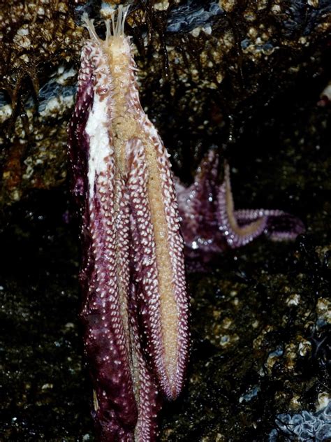 Buzzs Marine Life Of Puget Sound Sea Star Wasting
