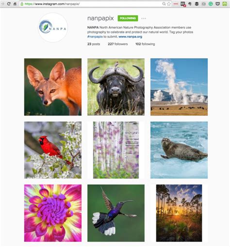 Instagram For Nature Photographers Nanpa