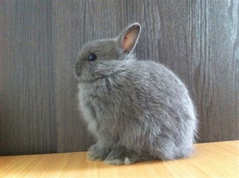 Rabbits For Sale In Singapore Sold 5weeks Blue Netherland Dwarf Male