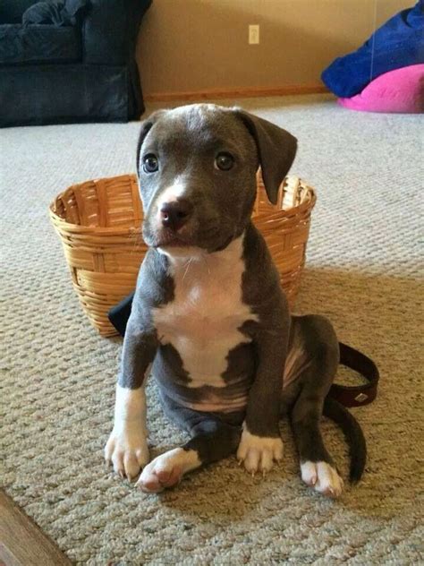 Courtesy Of Pit Bulls And Ittie Pitties 😍🐶 Cute Baby Animals Cute