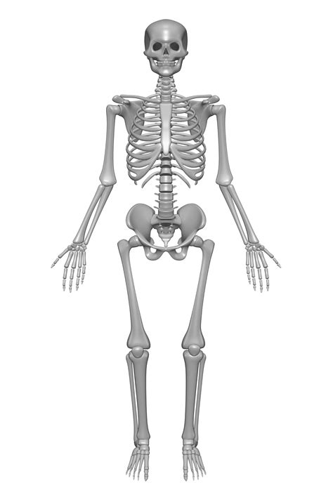 Esqueleto Humano Dibujo Conjunto Skeleton Drawings Human Skeleton