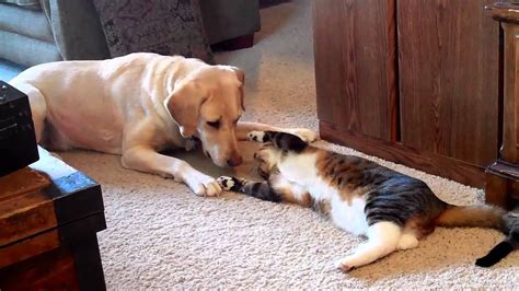 Cat Playing With Dog Youtube
