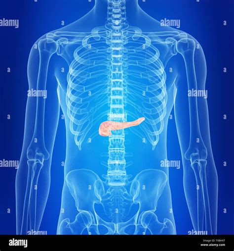 Healthy Pancreas Hi Res Stock Photography And Images Alamy