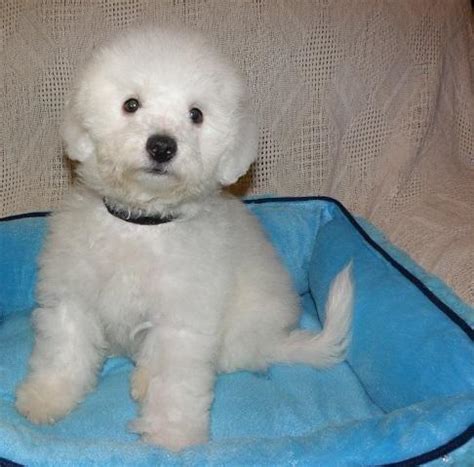 Bichon frise puppies located in clearwater florida. BICHON FRISE AKC PUPPIES* FAMILY RAISED ! for Sale in ...