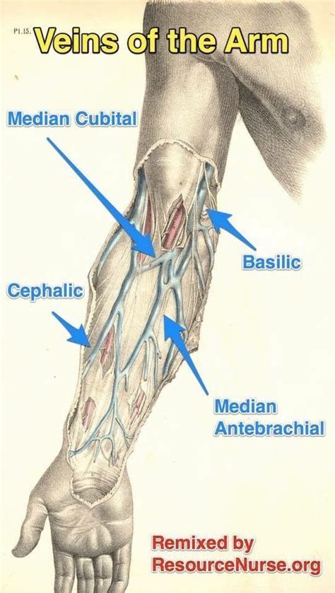 Veins Of The Arm Phlebotomy Medical Knowledge Medical Anatomy