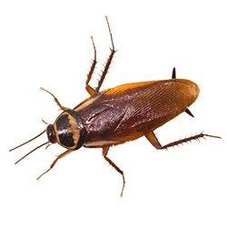 Keller pest control pros provides the best local pest control services preventing bed bugs, mice, ants, mosquitos, and bees. Pest Control | Pest Inspection & Pest Control Services