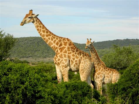 Baby Giraffe At The Shamwari Private Game Reserve