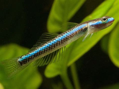 Electric Blue Goby Planted Aquaria Bring Nature Home