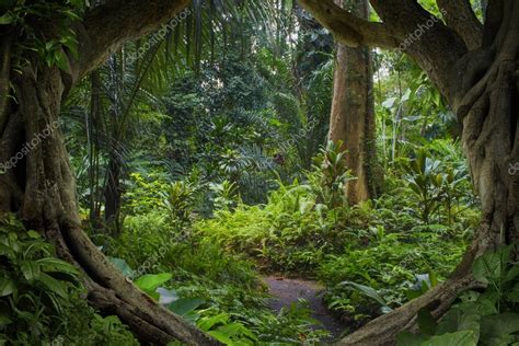 Southeast Asian Tropical Jungle — Stock Photo © Teotarras 174792282
