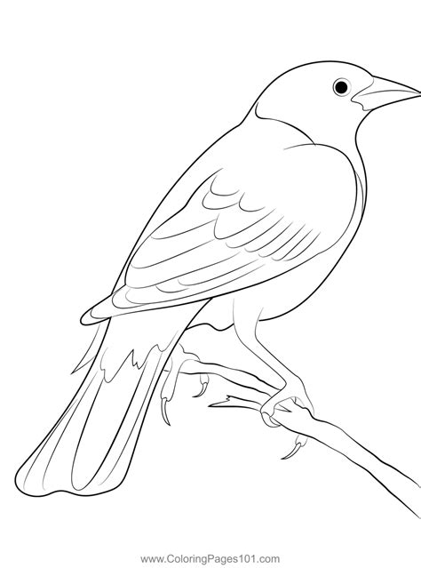 Blackbird In The Back Area Coloring Page For Kids Free New World