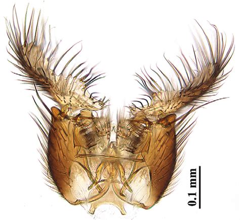 Manota Unifurcata Lundst Male Terminalia Dorsal View Tergite Ix