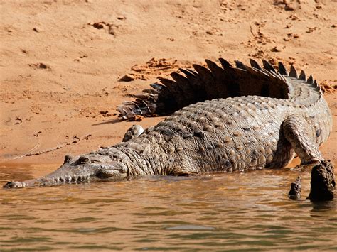 15 Of Australias Deadliest Animals And Where To Find Them Out There