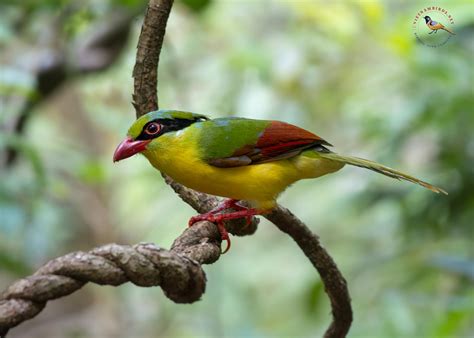 10 Most Beautiful Birds In Vietnam Guide Photos