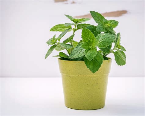 5 Great Herbs To Grow In Pots