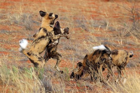 Fileafrican Wild Dog Lycaon Pictus Pictus Play Fighting Wikipedia