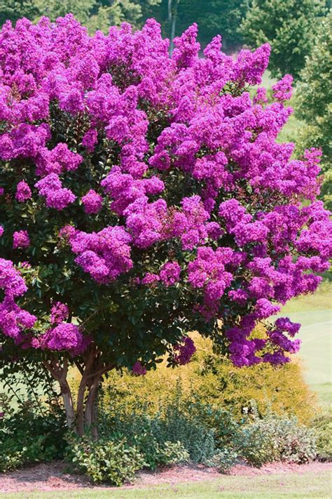 Buy Zuni Purple Crape Myrtle Tree Free Shipping Wilson Bros Gardens