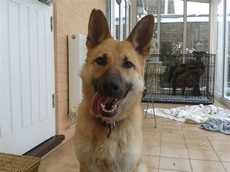 Please visit our website to browse some of the available pets. The Algernon Trust Rescue & Rehoming Sanctuary: Dogs ...