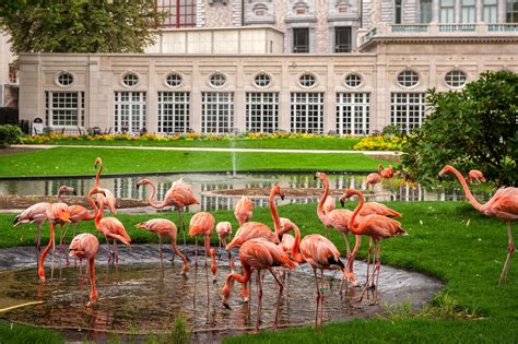 Twee Donzige Flamingokuikens Kruipen Uit Hun Ei In De Zoo Antwerpen