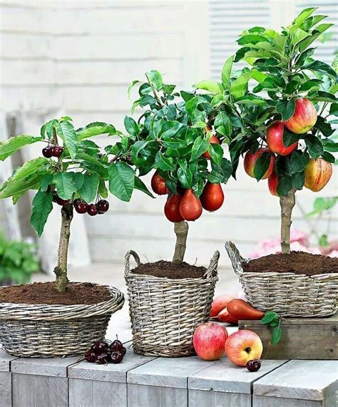 Grow Dwarf Fruit Trees In Baskets In Your Small Space Garden This Will