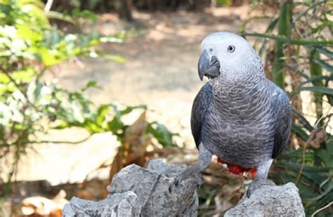 African Grey Parrot Description Habitat Image Diet Interesting Facts