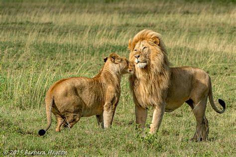 Lions In Tanzania Leo Love