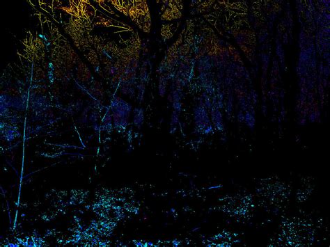 Psychedelic Night Forest Trees In Highgate Woods 421 Photograph By