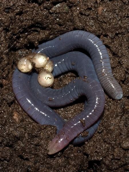 Do Worms And Earthworms Lay Eggs Interesting Facts Animalfate