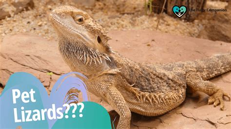 Pet Lizards 10 Intriguing Facts You Should Know About Them The Furry